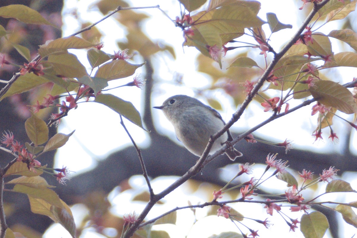 Ruby-crowned Kinglet - ML435654281