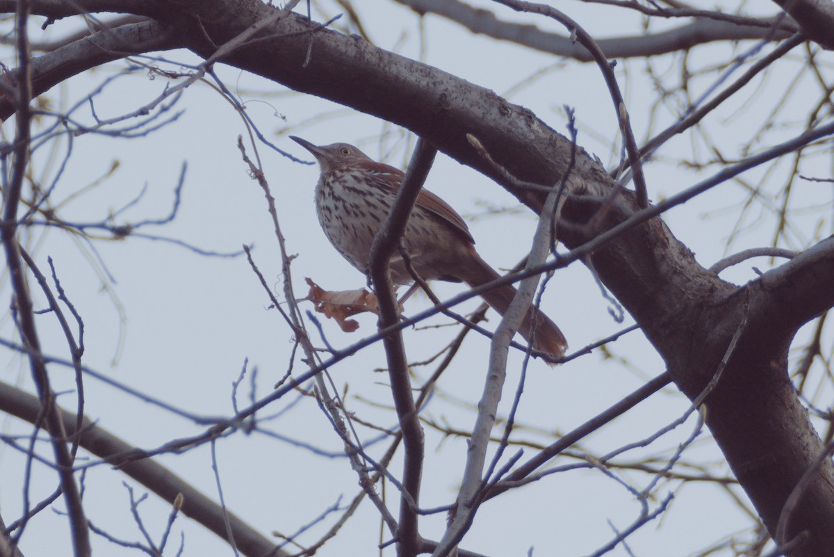 Brown Thrasher - Scott Harris