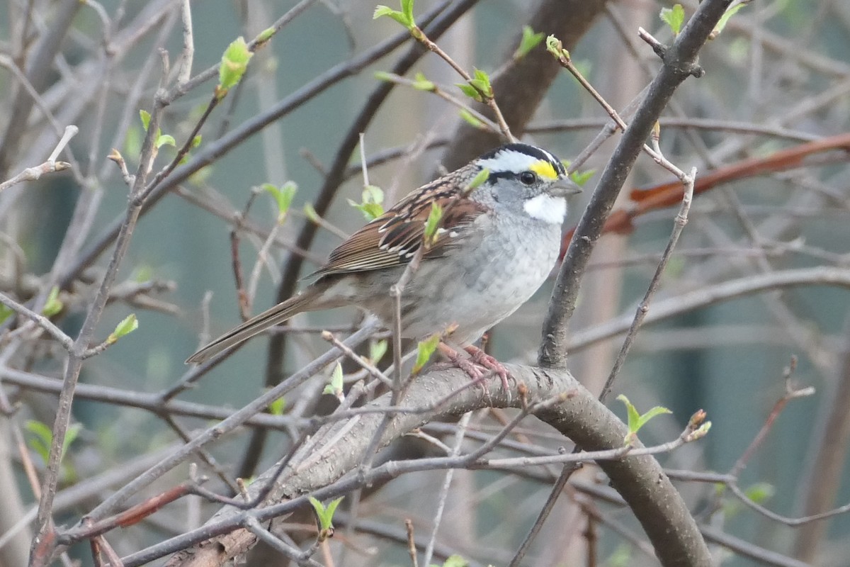 White-throated Sparrow - ML435654321