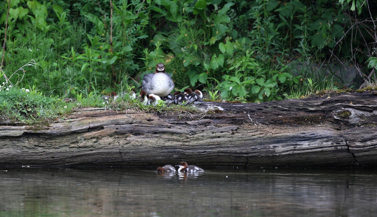 Common Merganser (North American) - ML43565561