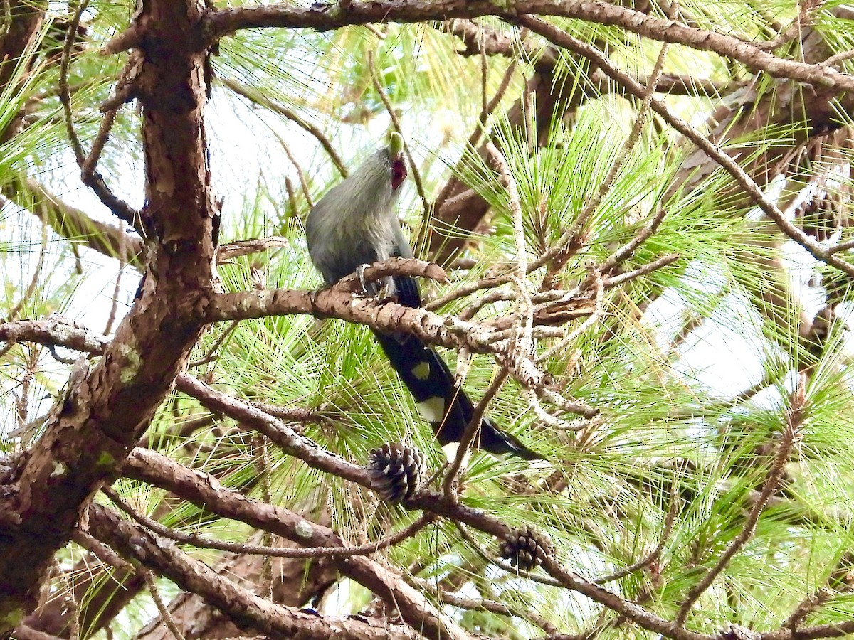 Green-billed Malkoha - ML435656441