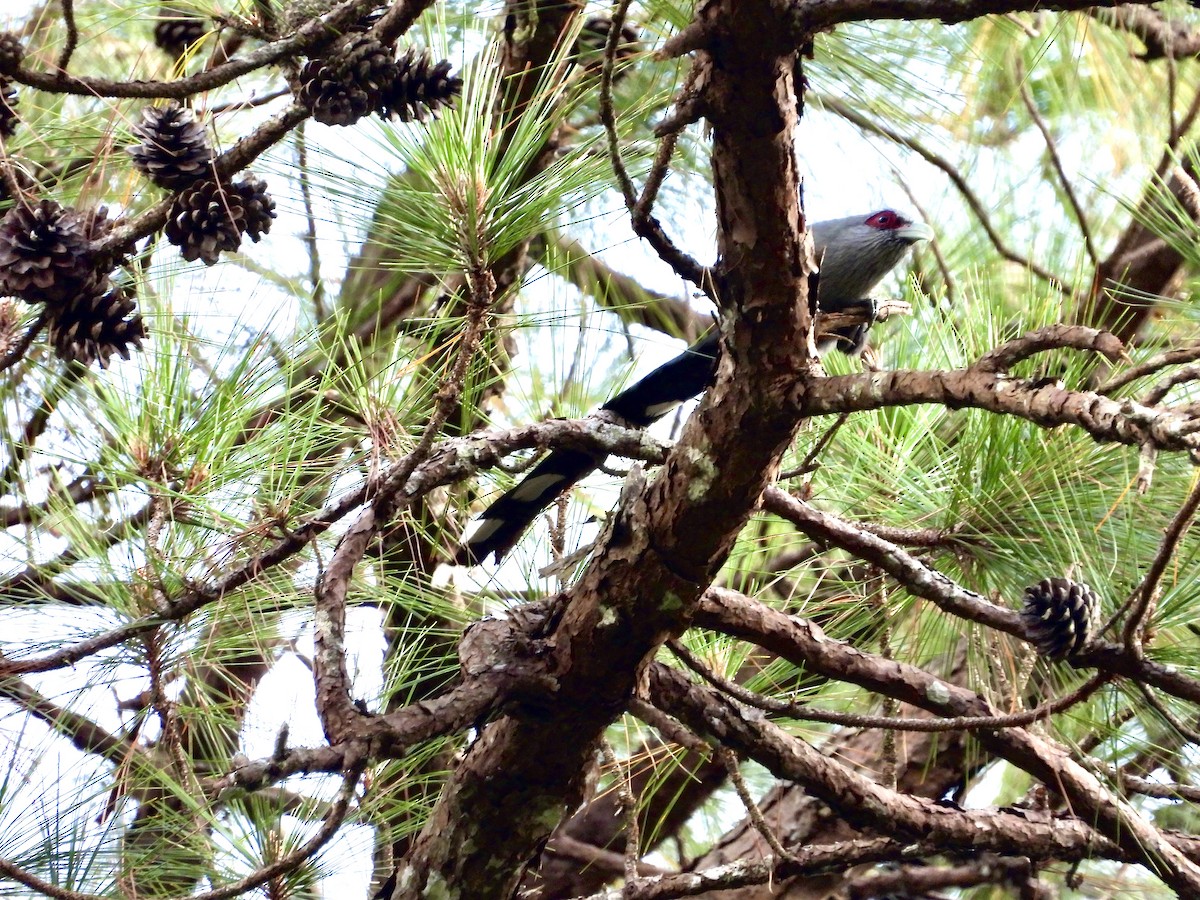 Green-billed Malkoha - ML435656461