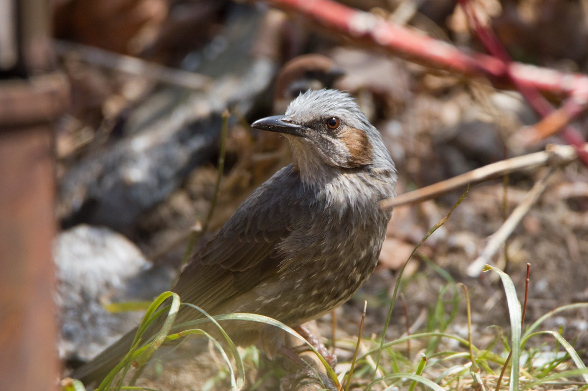 Brown-eared Bulbul - ML435656661