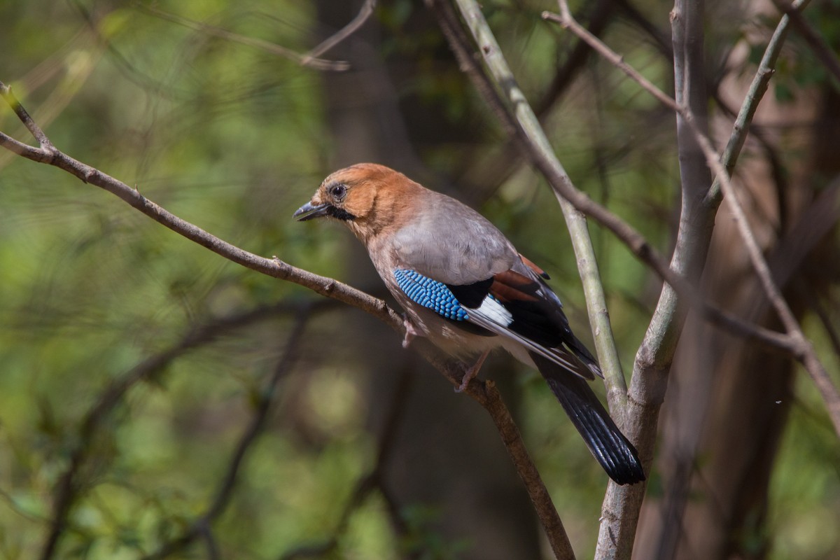 Eurasian Jay - bryan moon