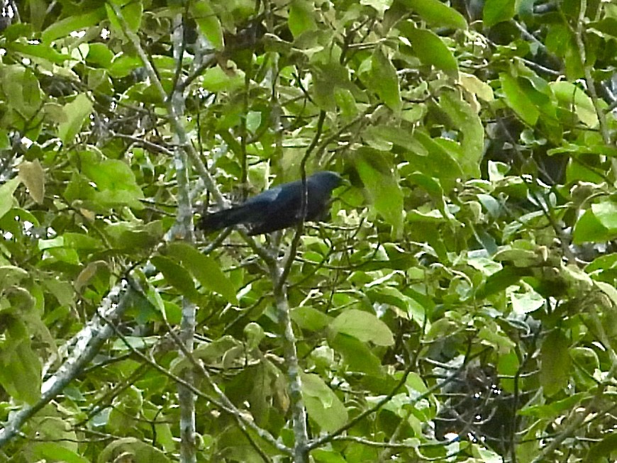Indochinese Cuckooshrike - ML435656741
