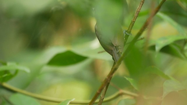 Little Spiderhunter - ML435657351