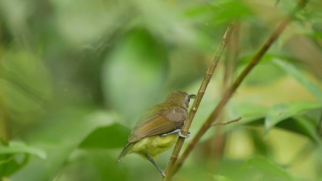 Little Spiderhunter - ML435657541