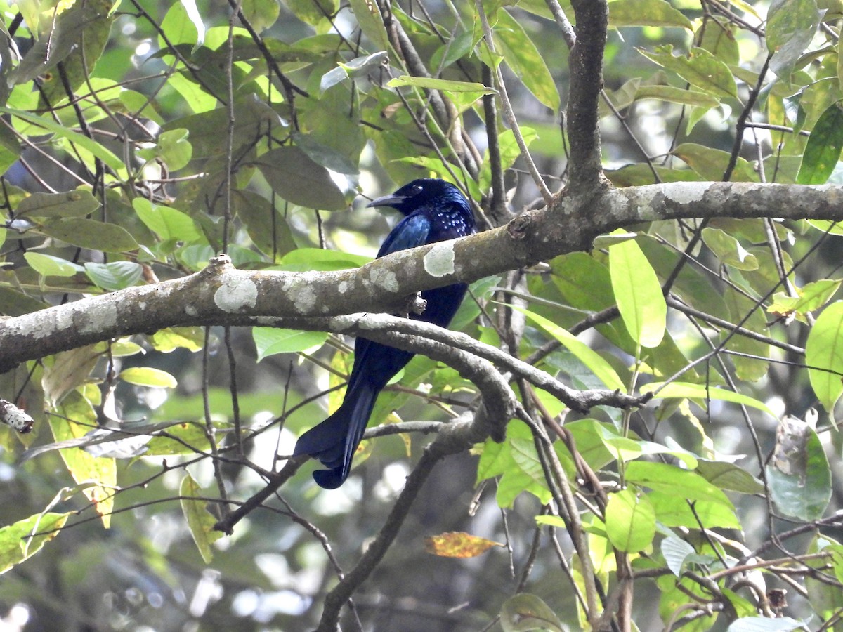 Hair-crested Drongo - ML435659941