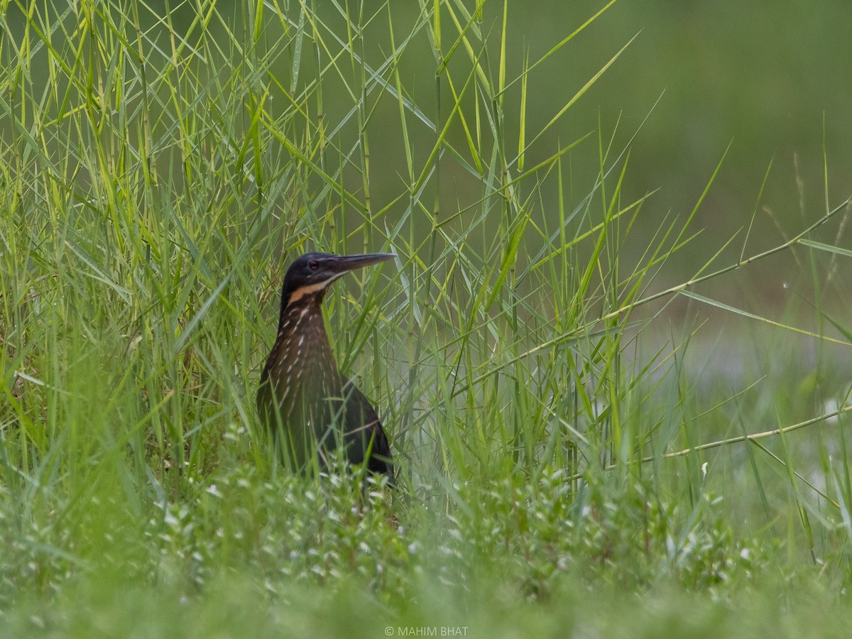 Black Bittern - ML435660981