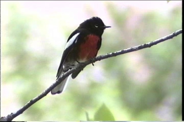 Painted Redstart - ML435661