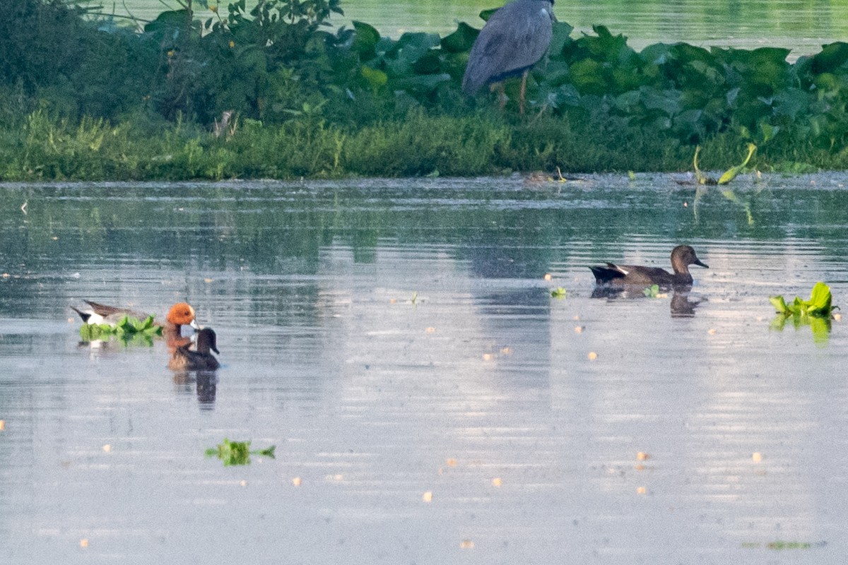 Gadwall - ML435662331