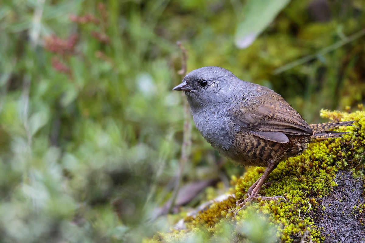 Ancash Tapaculo - Bradley Hacker 🦜