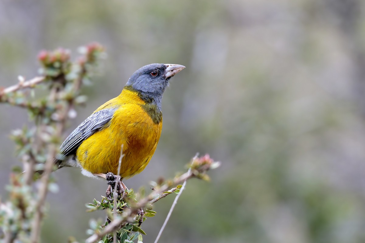 Peruvian Sierra Finch - Bradley Hacker 🦜