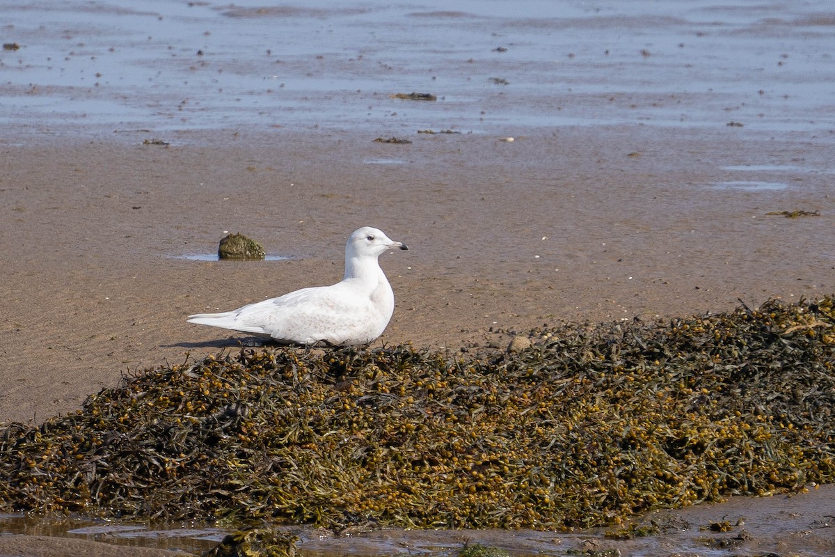 Iceland Gull - ML435664721