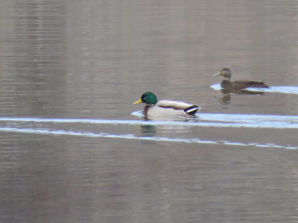 American Black Duck - ML43566551