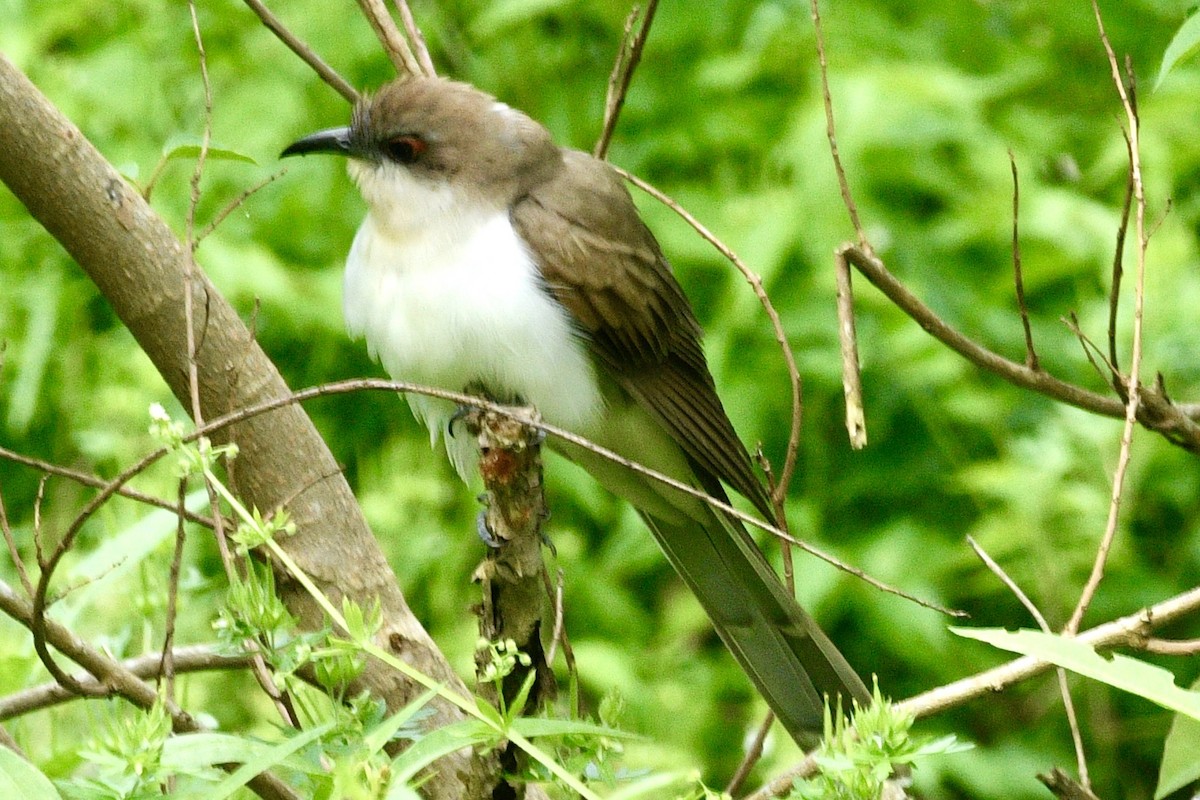 Black-billed Cuckoo - ML435665991