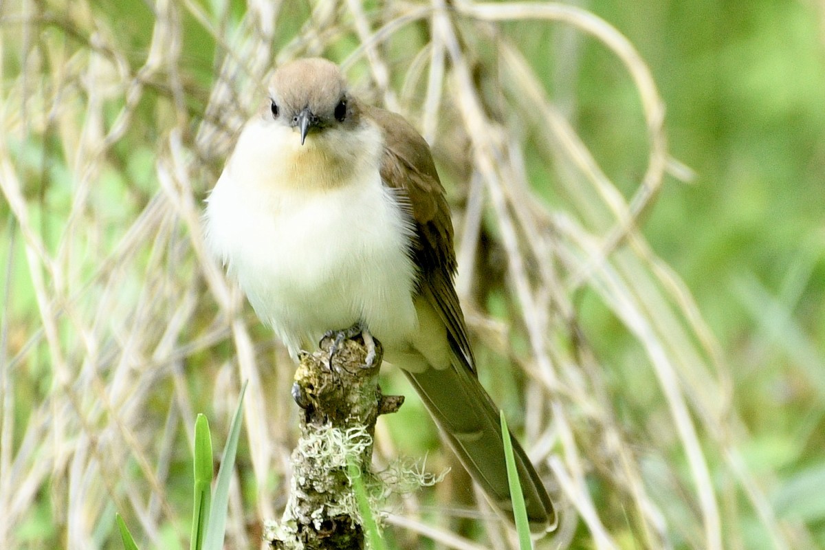 Black-billed Cuckoo - ML435666011