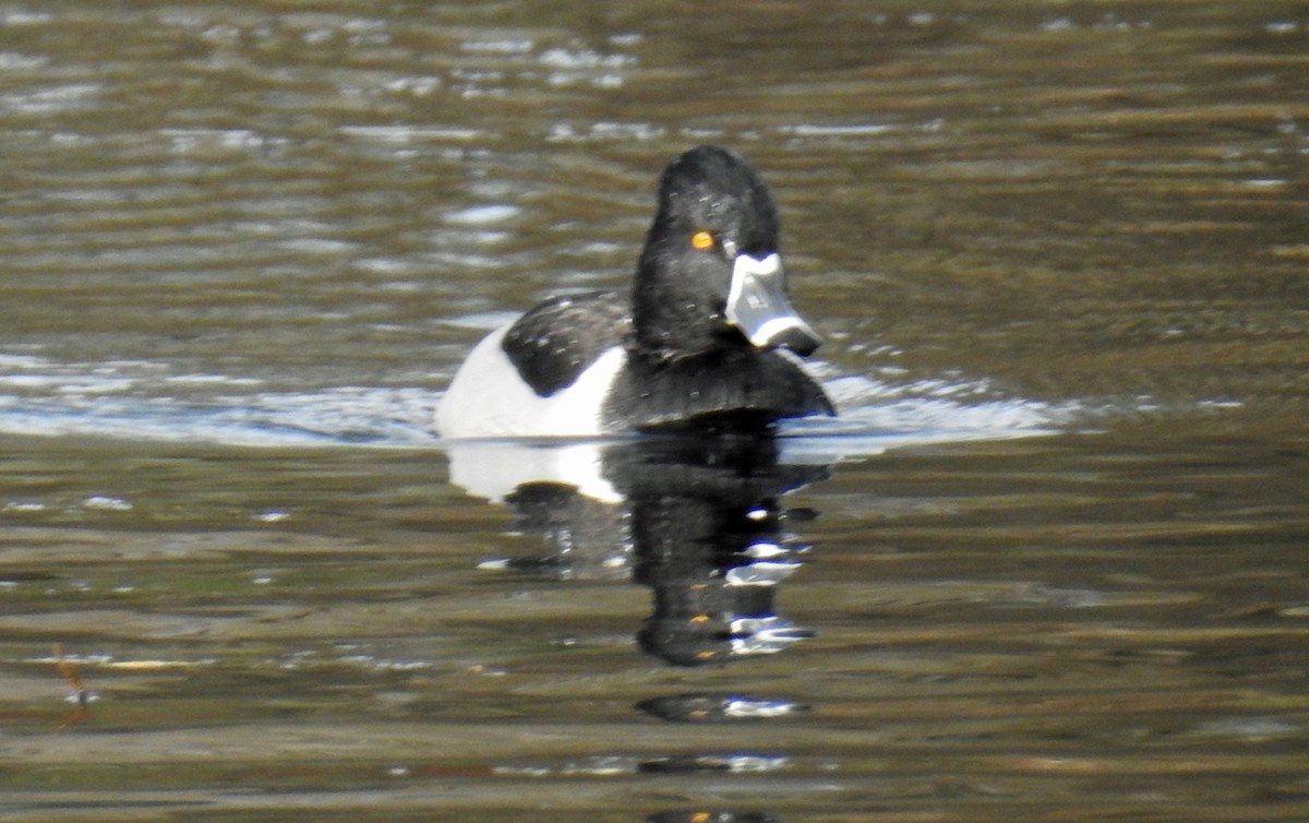 Ring-necked Duck - ML43566611