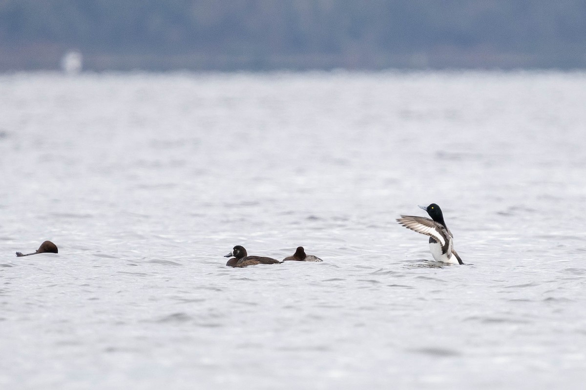 Greater Scaup - ML435666241