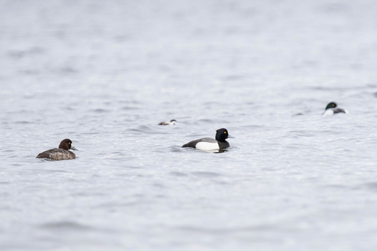 Tufted Duck - ML435666301