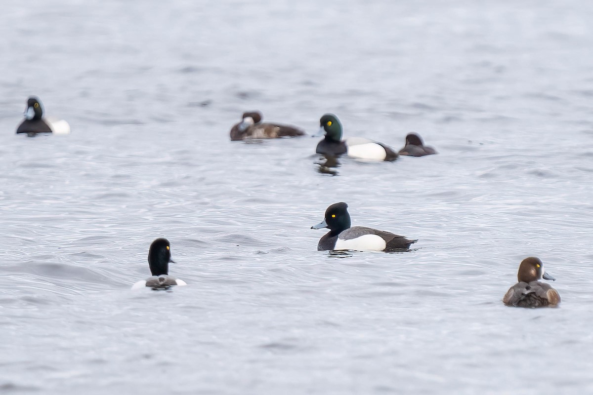 Tufted Duck - ML435666311