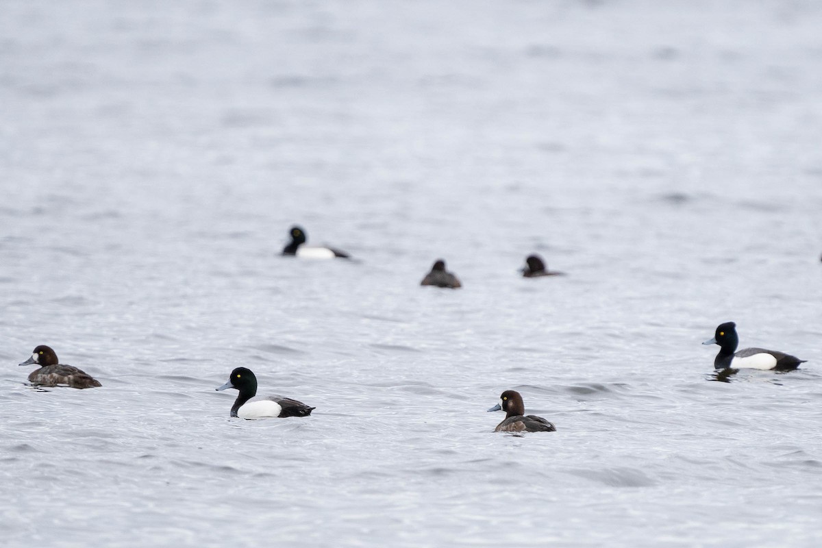 Tufted Duck - ML435666321