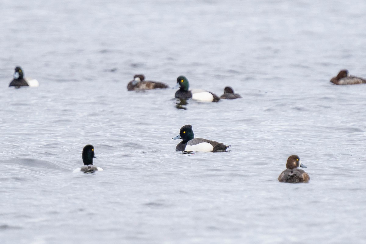 Tufted Duck - ML435666331