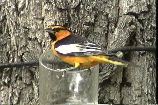 Bullock's Oriole - ML435668