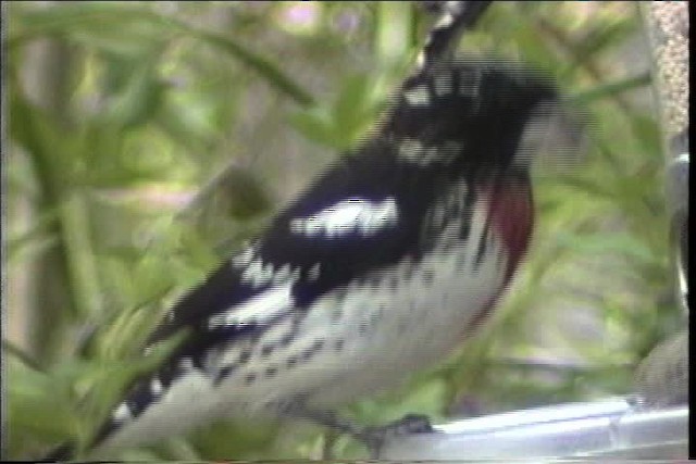 Rose-breasted Grosbeak - ML435669