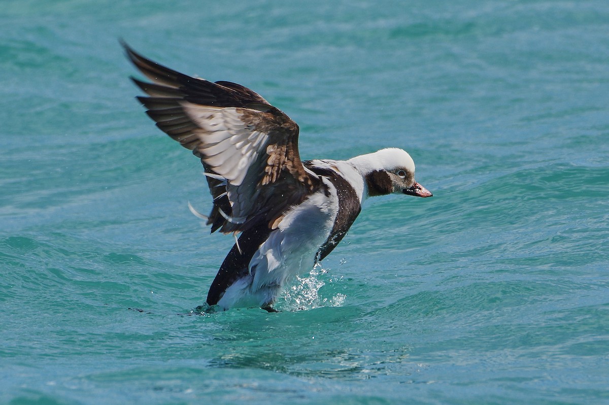 Long-tailed Duck - ML435669321