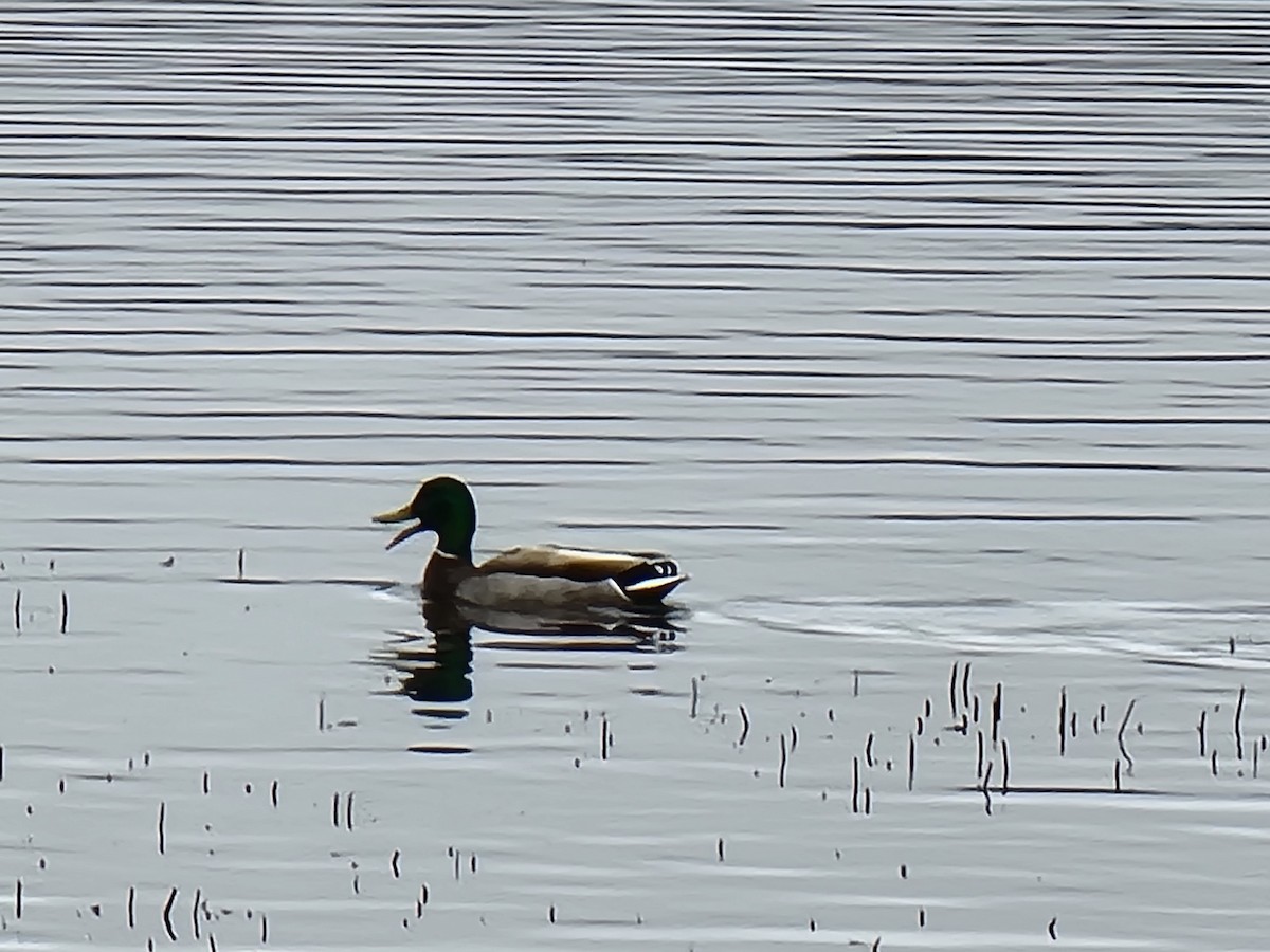 Canard colvert - ML435670131