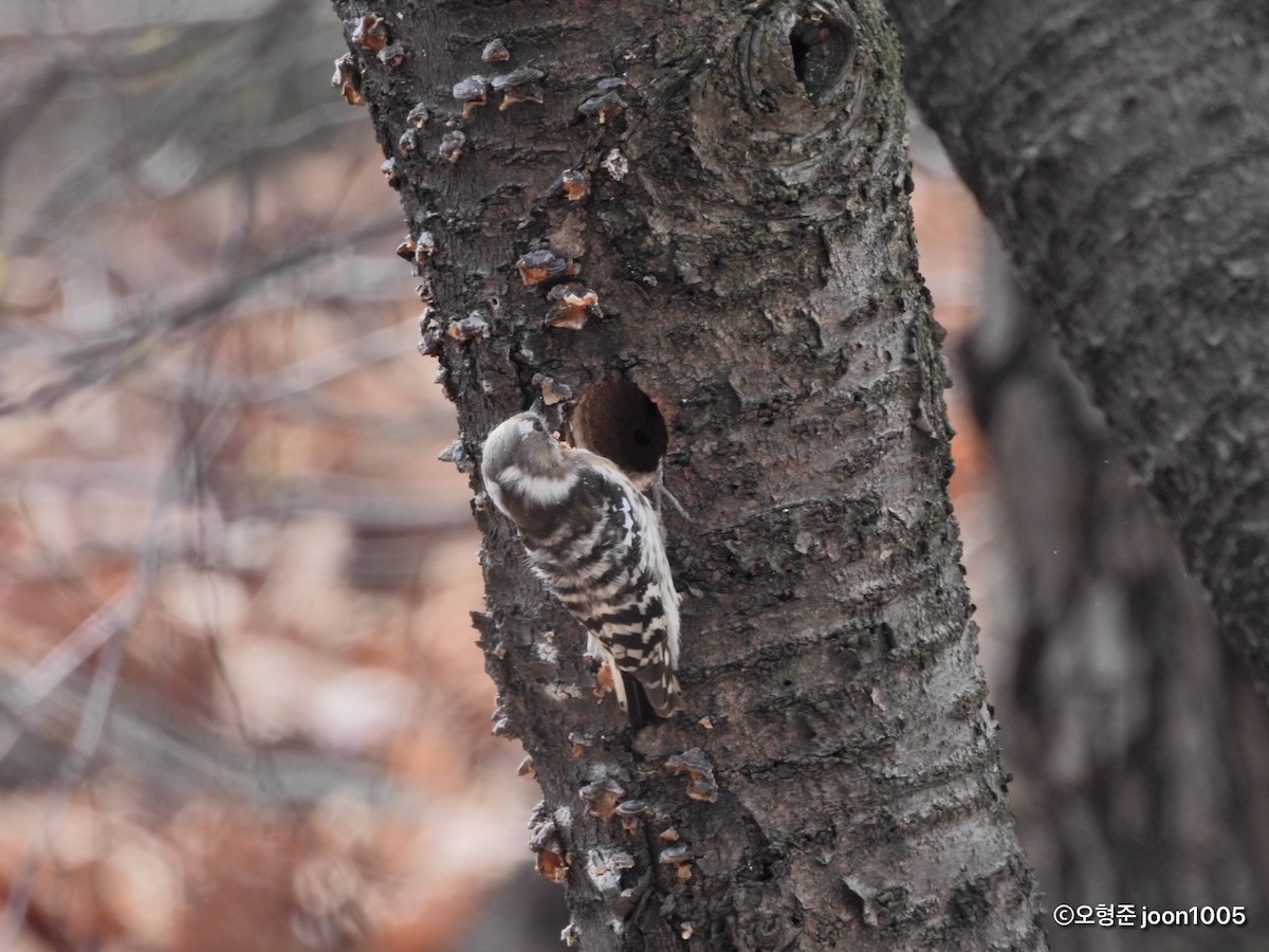 Japanese Pygmy Woodpecker - ML435670511