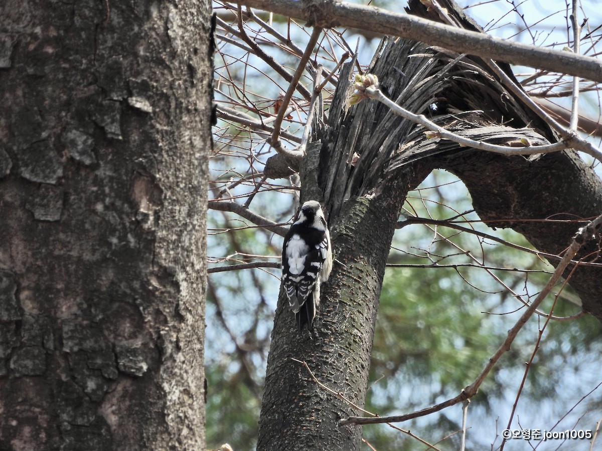 Gray-capped Pygmy Woodpecker - ML435670631