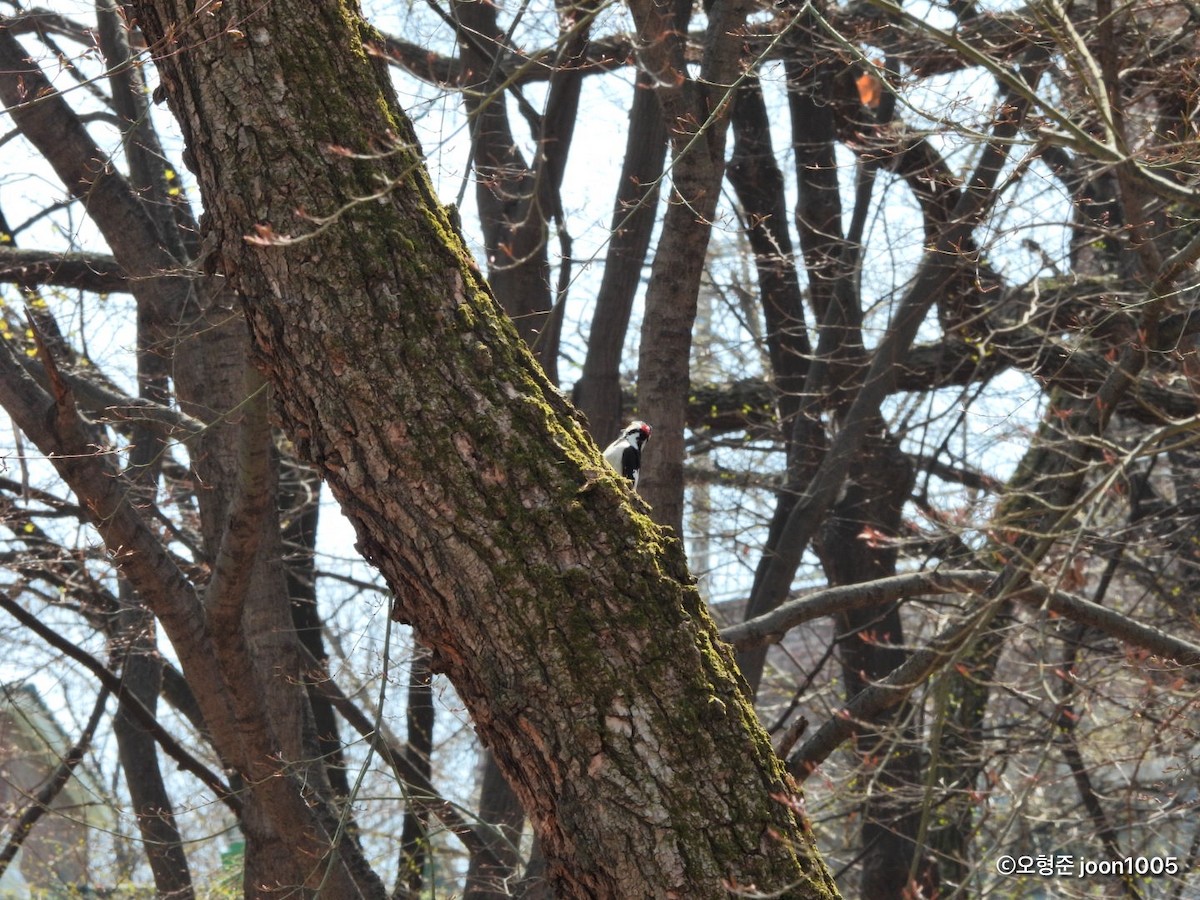 Great Spotted Woodpecker - ML435670691