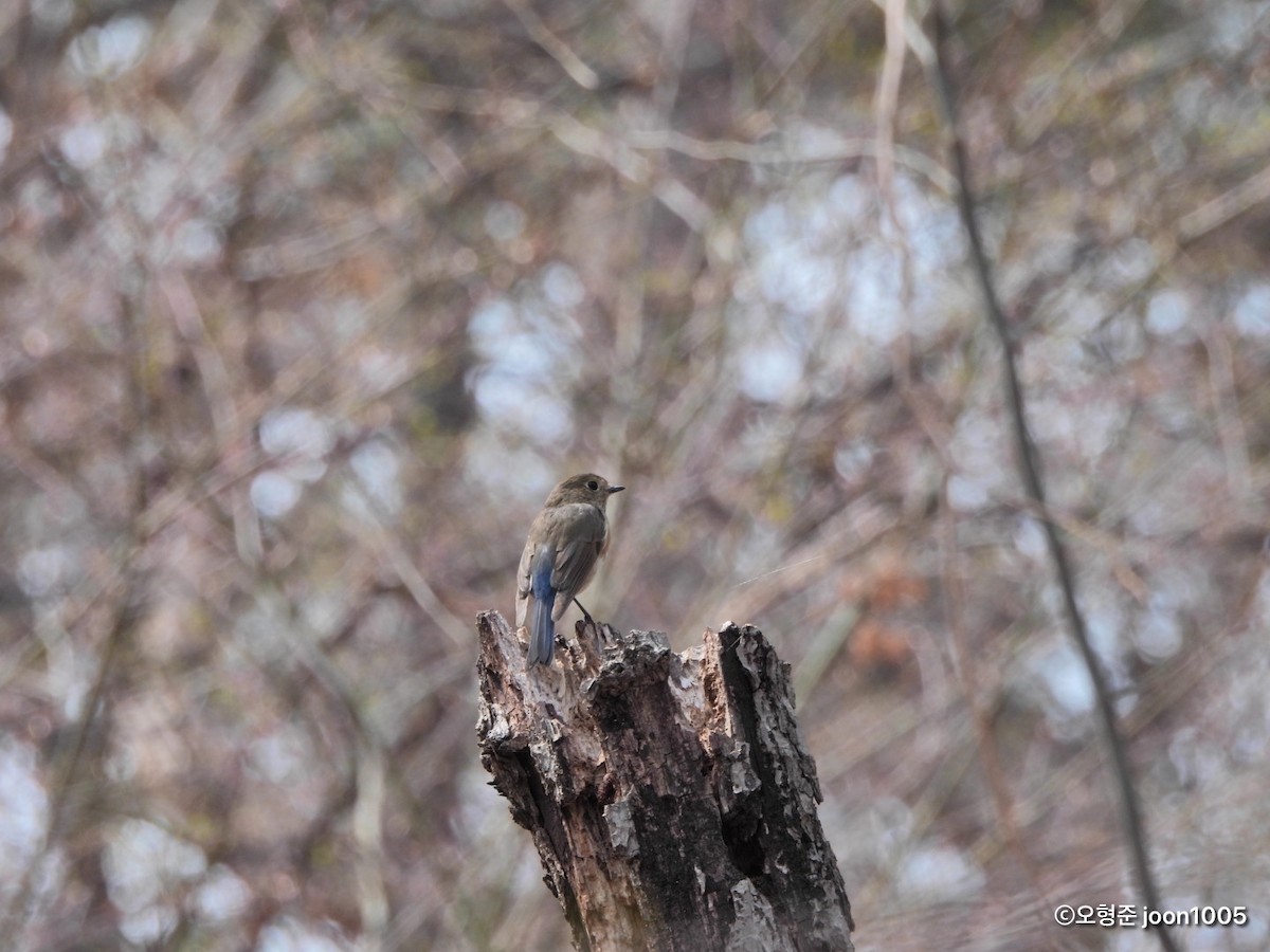 Red-flanked Bluetail - ML435670991