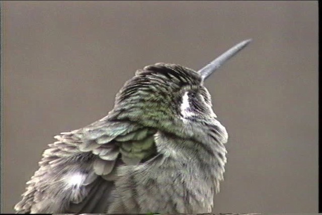kolibřík blankytohrdlý - ML435671