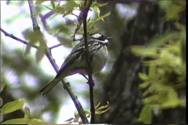 Black-throated Gray Warbler - ML435674