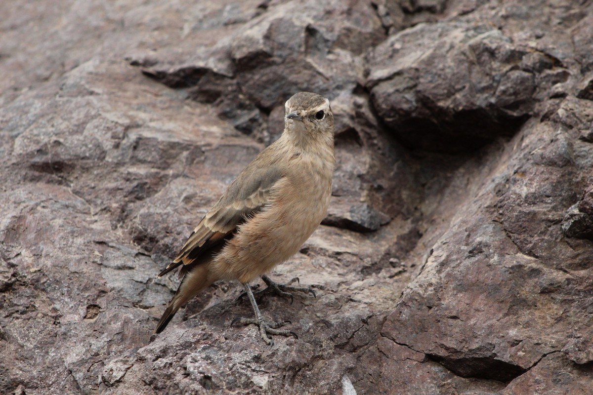 Rufous-banded Miner - ML435674101