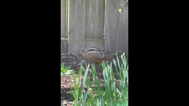 American Woodcock - ML435674341