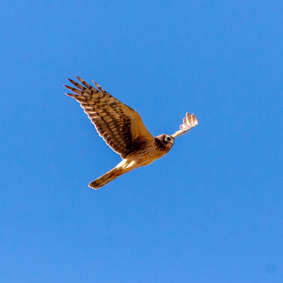 Northern Harrier - ML435674471