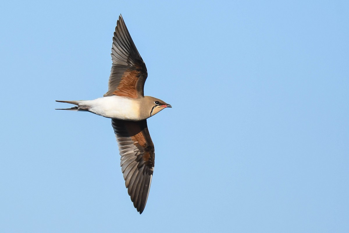 Collared Pratincole - ML435674791