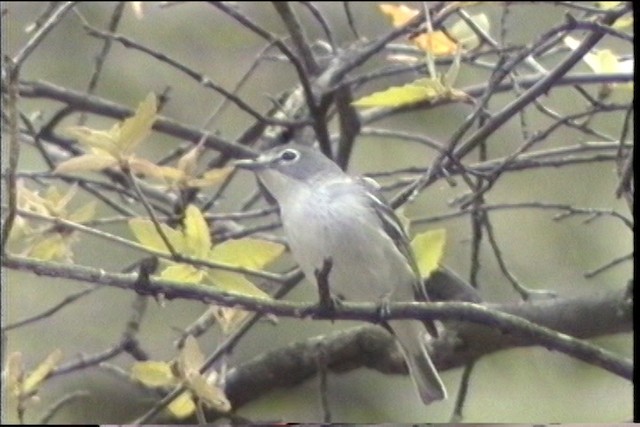 Plumbeous Vireo (Plumbeous) - ML435675
