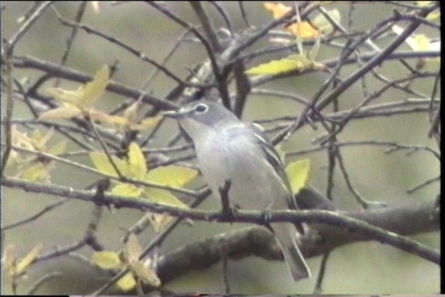 Vireo Plomizo (grupo plumbeus) - ML435675