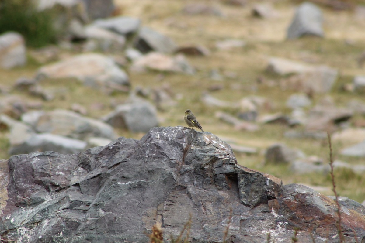 Yellow-rumped Siskin - ML435675051