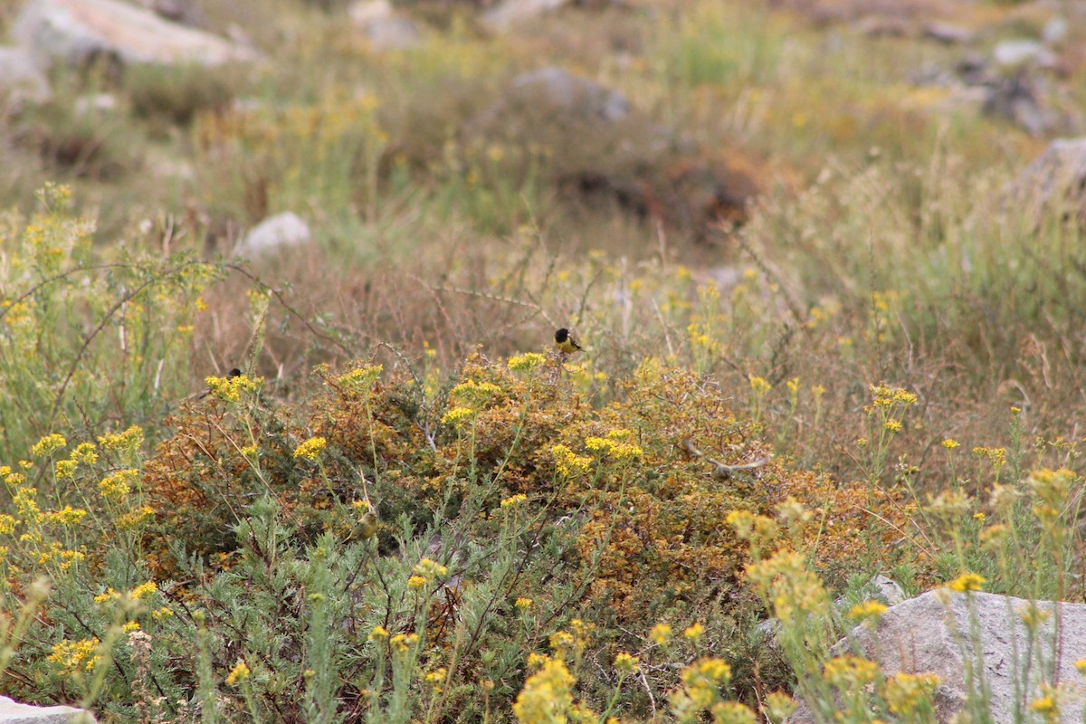 Yellow-rumped Siskin - ML435675071