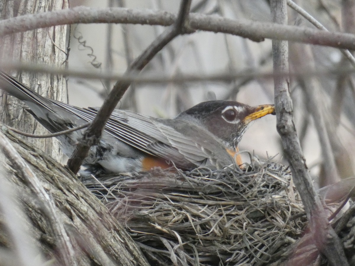 American Robin - ML435676081