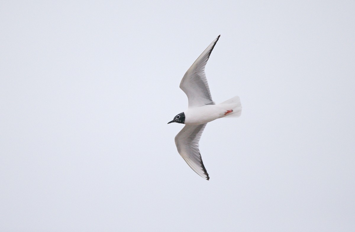Bonaparte's Gull - Brandon Holden