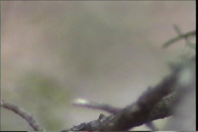 kolibřík blankytohrdlý - ML435677