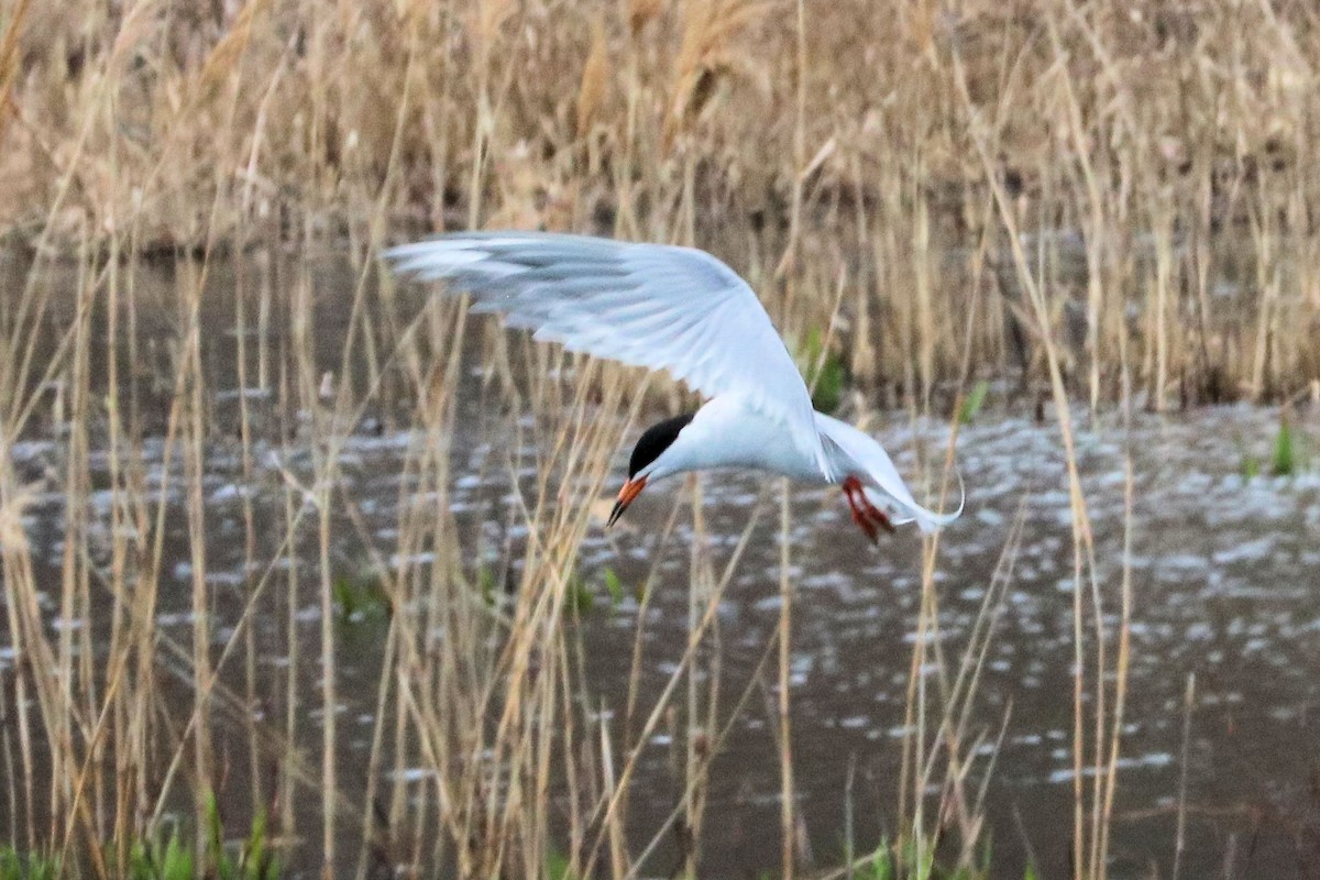 Forster's Tern - Jack & Jean Filigenzi