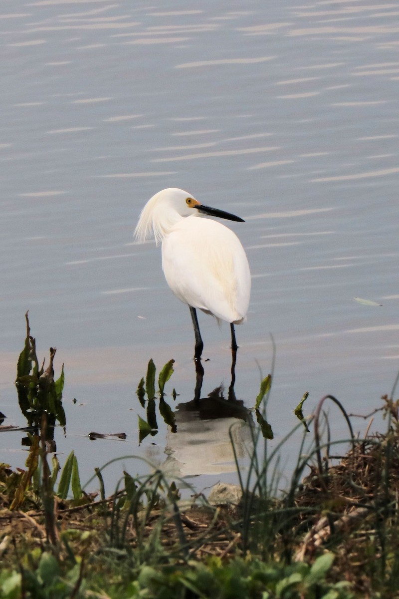 Snowy Egret - Jack & Jean Filigenzi